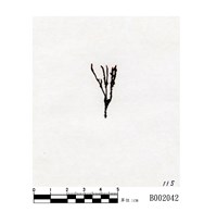 藏品(異枝砂苔)的圖片